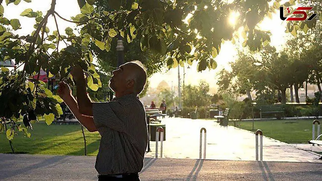 هشدار / توت‌ های خیابان را نخورید!
