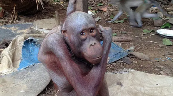 تنها اورانگوتان کچل از زندان نجات پیدا کرد +عکس