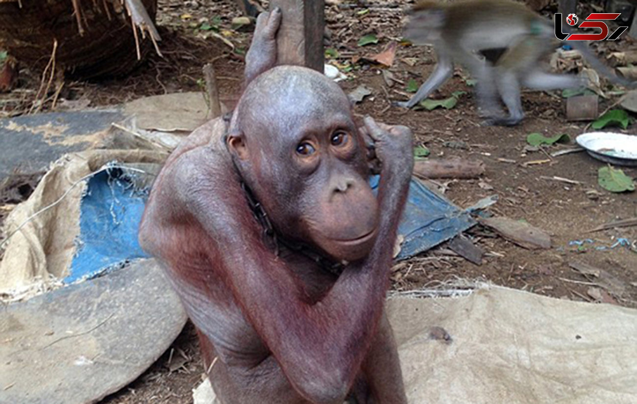 تنها اورانگوتان کچل از زندان نجات پیدا کرد +عکس