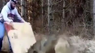 ابتکار عجیب یک مرد در نجات یک گرگ گرفتار از تله +فیلم