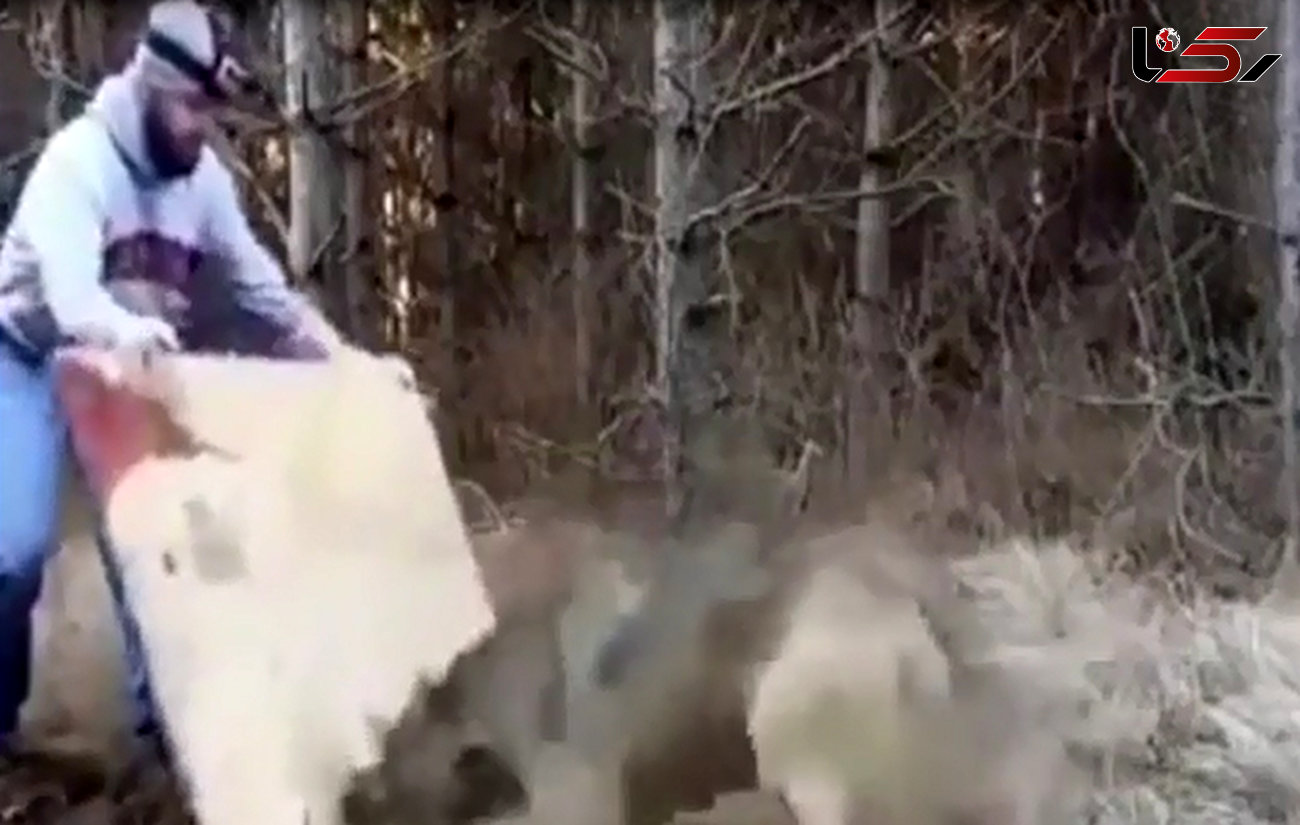 ابتکار عجیب یک مرد در نجات یک گرگ گرفتار از تله +فیلم