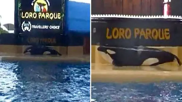 وال نمایش واقعی مرگ را اجرا کرد / نادرترین حادثه چگونه پایان یافت + فیلم