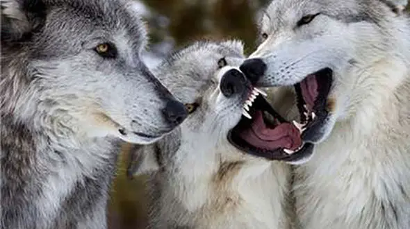 گرگ وحشی کودک 7 ساله را با خود برد