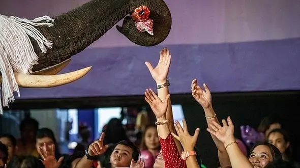 اقدام بابانوئلی فیل ها در تایلند + عکس