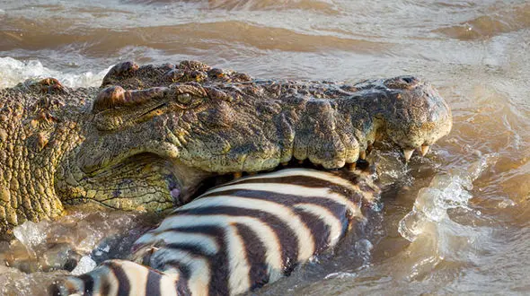 لحظه شکار یک گورخر به دست تمساح +عکس