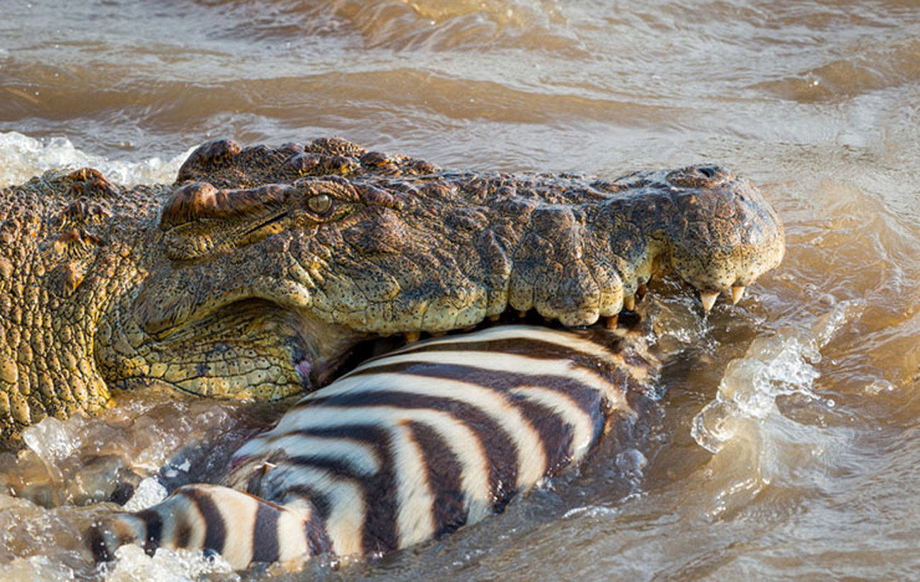 لحظه شکار یک گورخر به دست تمساح +عکس