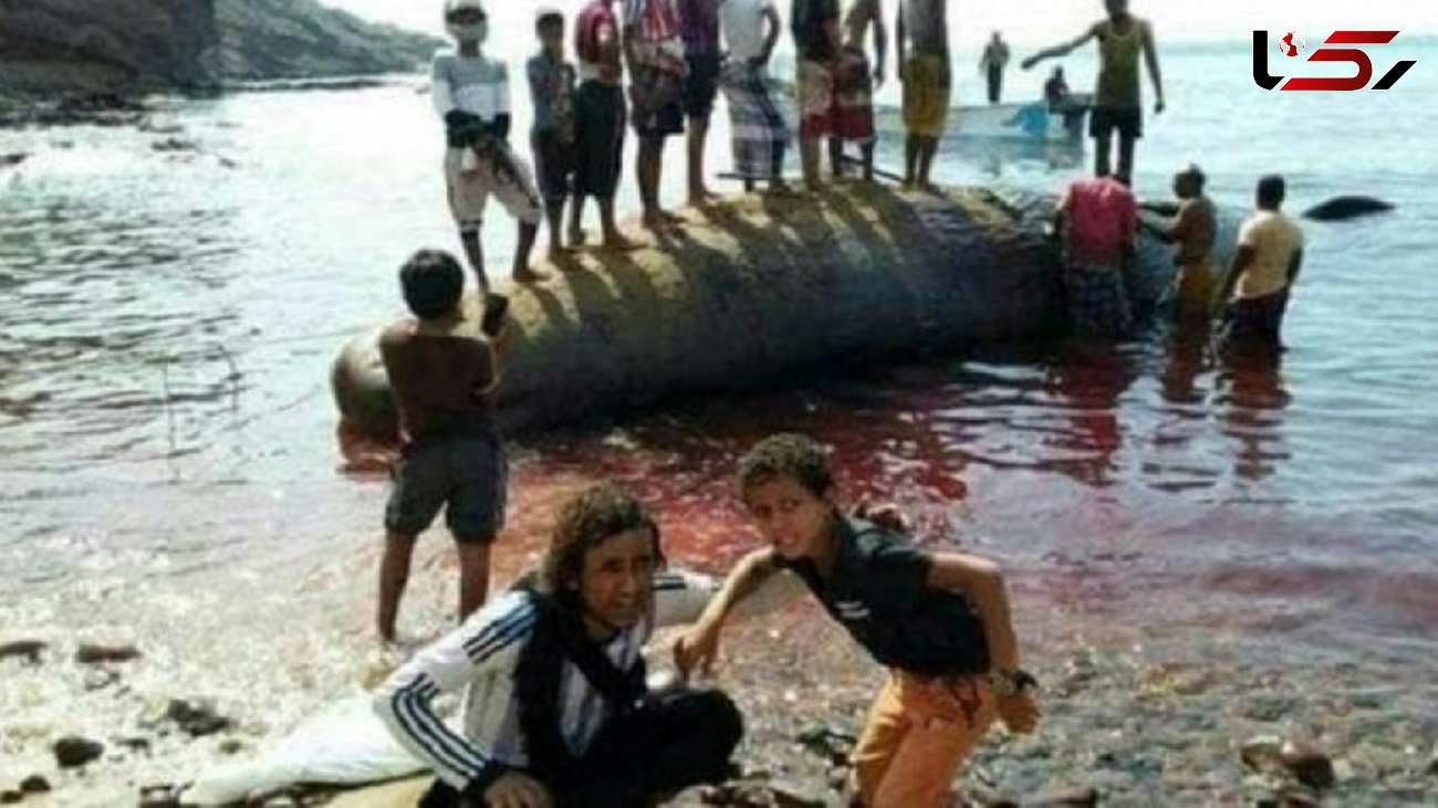 کشف گنج در معده یک نهنگ مرده !+ عکس 
