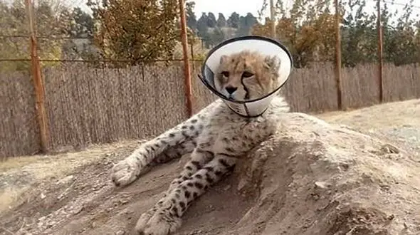 ماجرای گردنبند طبی پیروز چیست؟ + جزییات