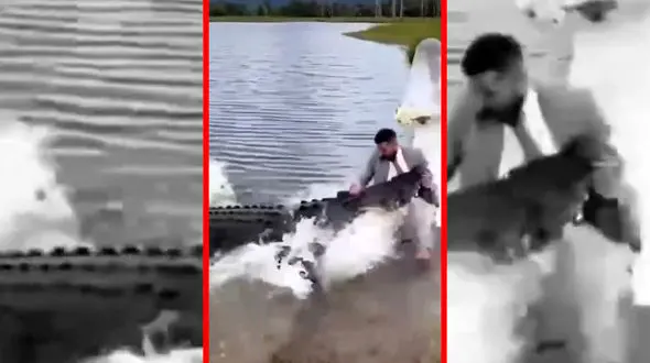 فیلم حمله کروکودیل به داماد در روز عروسی