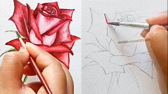 رسم گل سرخ با آبرنگ + فیلم