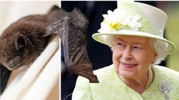 ثروت جالب ملکه انگلیس که به کرونا هم ربط دارد!+عکس 