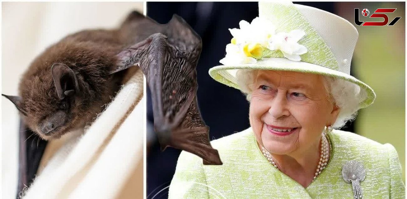 دارایی‌ عجیب ملکه انگلیس که به کرونا هم ربط دارد!+عکس 