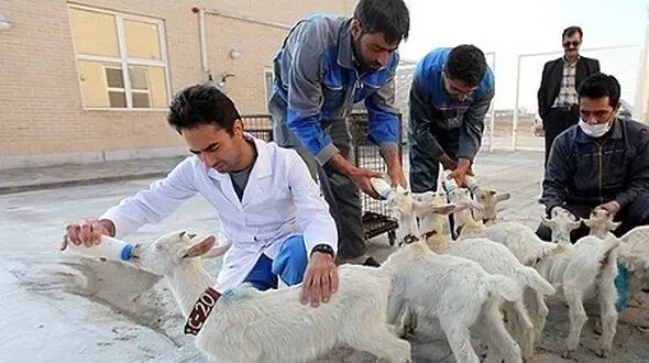 درآمد 8 میلیونی با 10 بز / اشتغال‌زایی با شیر بز فرانسوی 