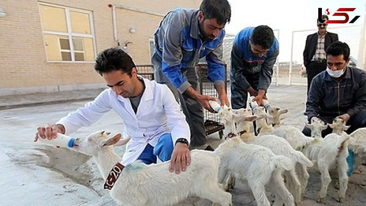 درآمد 8 میلیونی با 10 بز / اشتغال‌زایی با شیر بز فرانسوی 