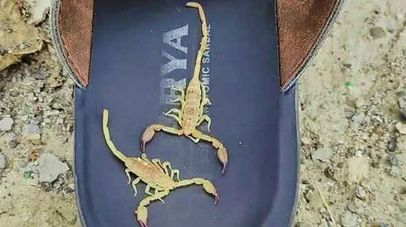 ماجرای هجوم عقرب‌ها به روستای چاهنان ‌میناب چه بود؟  