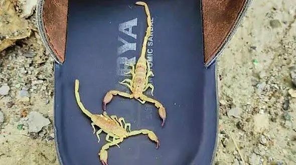 ماجرای هجوم عقرب‌ها به روستای چاهنان ‌میناب چه بود؟  