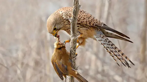 پرنده‌ای در چنگ شاهین تیزپرواز