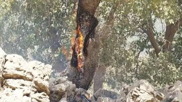  بی‌احتیاطی گردشگران و چوپانان، عامل اصلی آتش‌سوزی‌ در جنگل‌ها و مراتع

