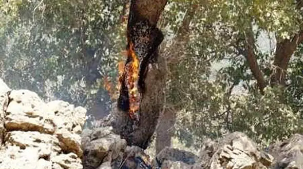 پلدختر همچنان دارد می‌سوزد/  پازوکی:از دیروز درخواست حضور هواپیمای ایلیوشین را داده‌ایم اما هنوز نیامده است +فیلم