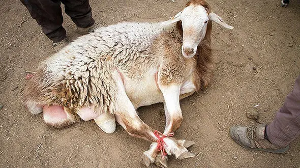 دزدحرفه ای قبل از بریدن سر گوسفندان  دستگیر شد