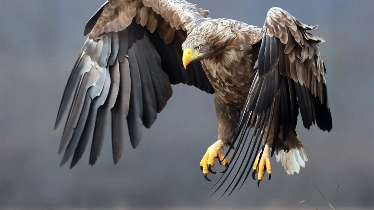 مستندهای تماشایی از جدال شکار و شکارچی در طبیعت