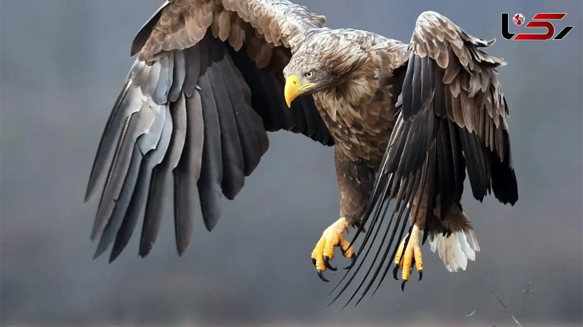 مستندهای تماشایی از جدال شکار و شکارچی در طبیعت + فیلم