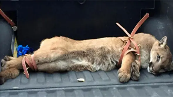 شکار شیر کوهی در حیاط خانه‌ای در کالیفرنیا