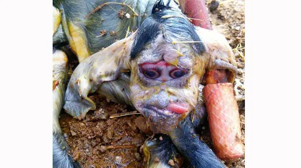 تولدبزغاله میمون نما در بوکان +عکس