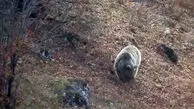 فیلم خرس قهوه ای مازندران در جست و جوی غذا برای خواب زمستانی