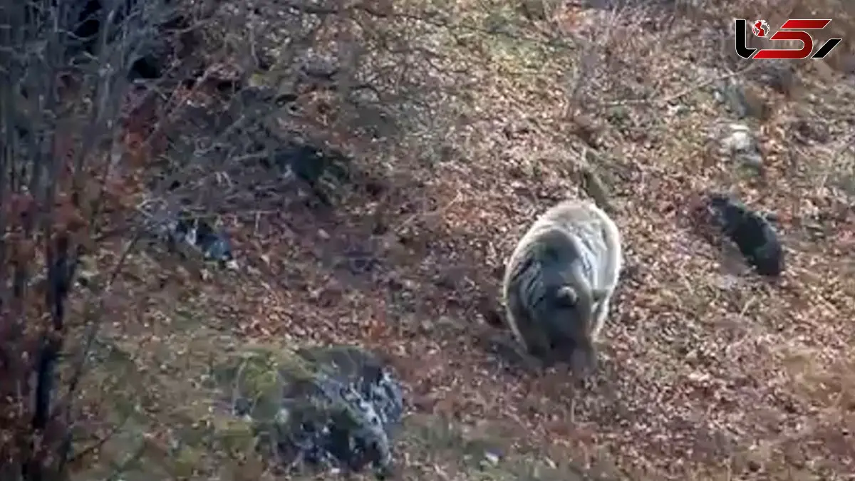فیلم خرس قهوه ای مازندران در جست و جوی غذا برای خواب زمستانی