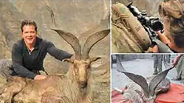 تاوان سنگین به خاطر شکار بزکوهی کمیاب توسط شکارچی آمریکایی+ عکس