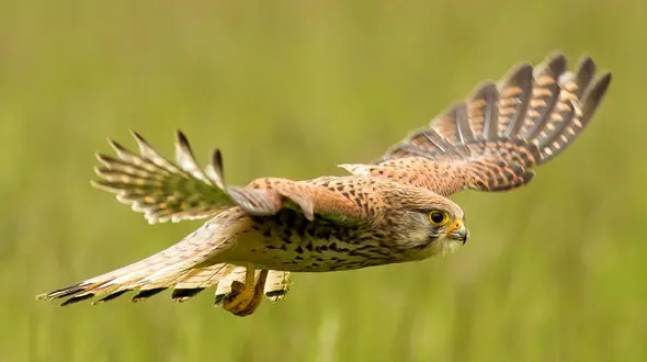 فیلم رها سازی یک جوجه قرقی پس از بهبودی در دزپارت خوزستان