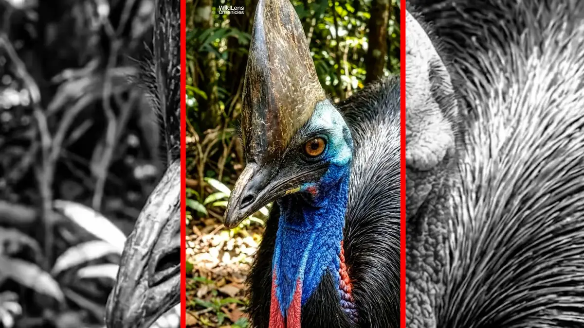 فیلم کاسواری ها تولید صدا تا فاصله ۴ کیلومتر