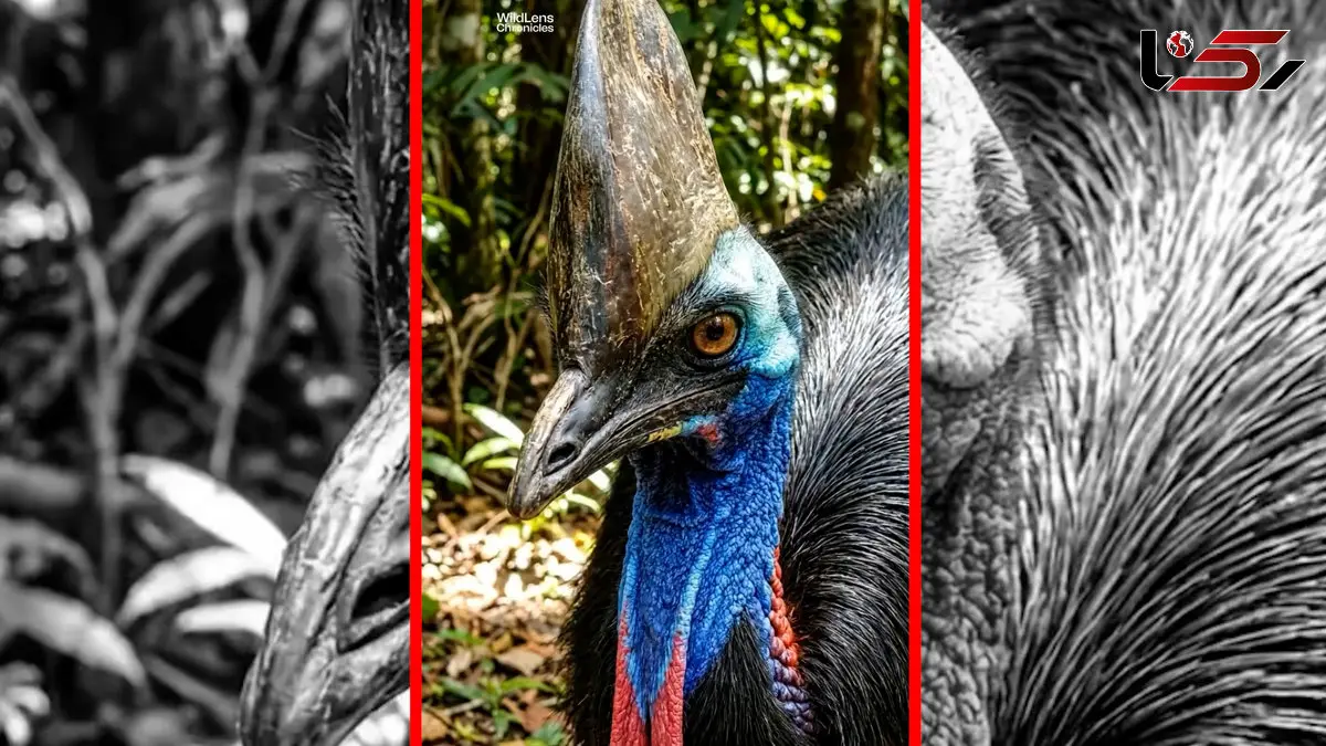 فیلم کاسواری ها تولید صدا تا فاصله ۴ کیلومتر