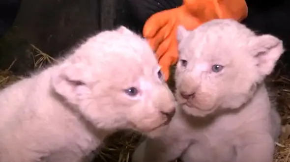 اتفاق جالب در دنیای شیرها / تولد 7 توله شیر در معرض انقراض + فیلم و عکس