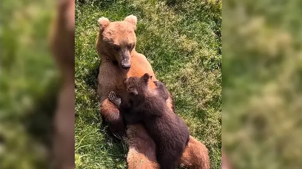 ببینید / شیر دادن جالب خرس به توله اش + فیلم 