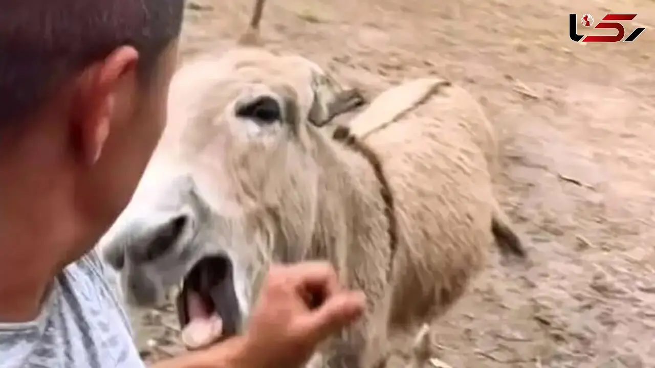 خر عصبانی؛ لحظه‌ ای که دست مرد را گاز گرفت + فیلم