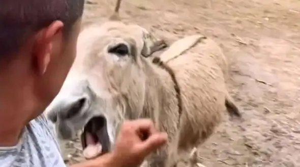 خر عصبانی؛ لحظه‌ ای که دست مرد را گاز گرفت + فیلم