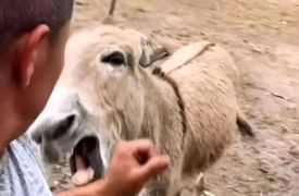 خر عصبانی؛ لحظه‌ ای که دست مرد را گاز گرفت + فیلم