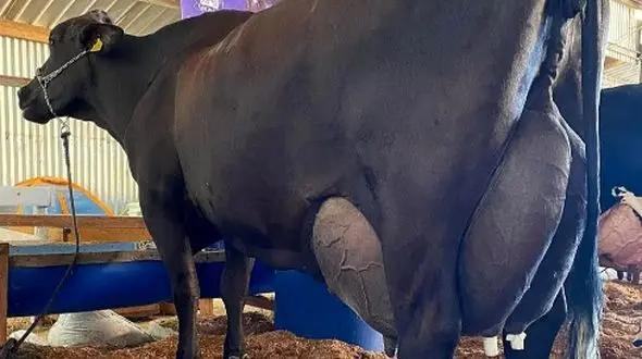 رکوردشکنی تاریخی: گاوی که ملی‌ ترین تولید شیر را به ثبت رساند