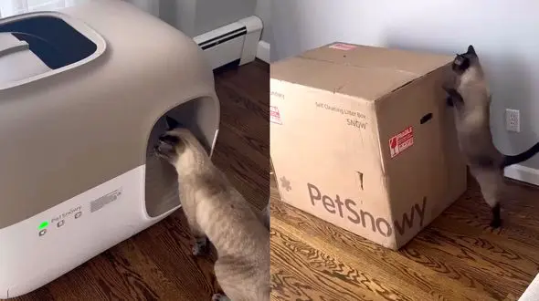 ببینید / زندگی لاکچری گربه خانگی + فیلم 