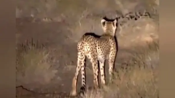 بیمه حیات وحش برای حفاظت از گونه‌های در خطر انقراض