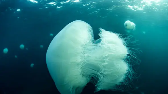  گزش مرگبار عروس دریایی کودک خردسال را کشت !