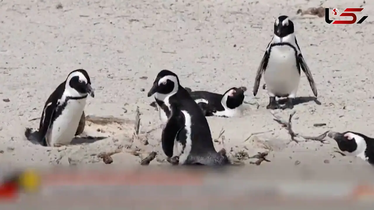 فیلم مرگ خاموش ۱۰ هزار پنگوئن آفریقایی