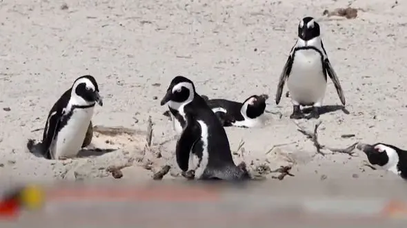 فیلم مرگ خاموش ۱۰ هزار پنگوئن آفریقایی