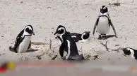فیلم مرگ خاموش ۱۰ هزار پنگوئن آفریقایی