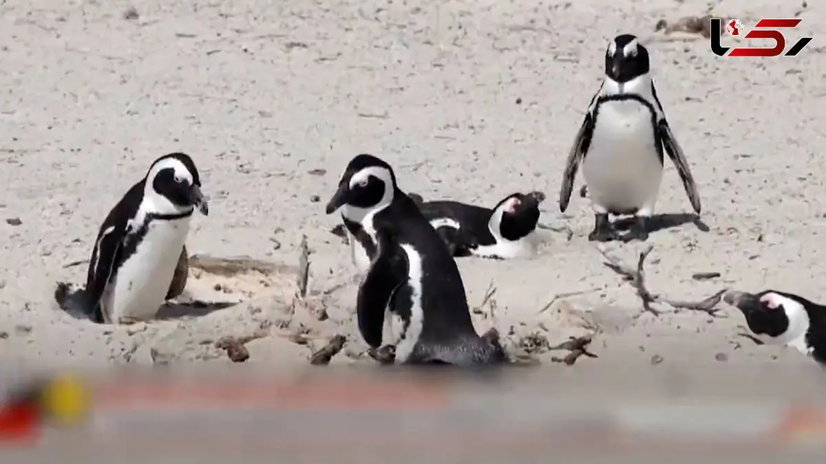 فیلم مرگ خاموش ۱۰ هزار پنگوئن آفریقایی