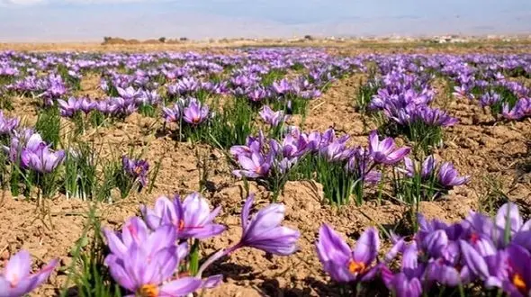 نحوه کار دستگاه برداشت زعفران+ فیلم