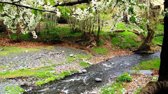 جنگلی در شرق ایران که با تاریکی هوا جیغ می کشد 