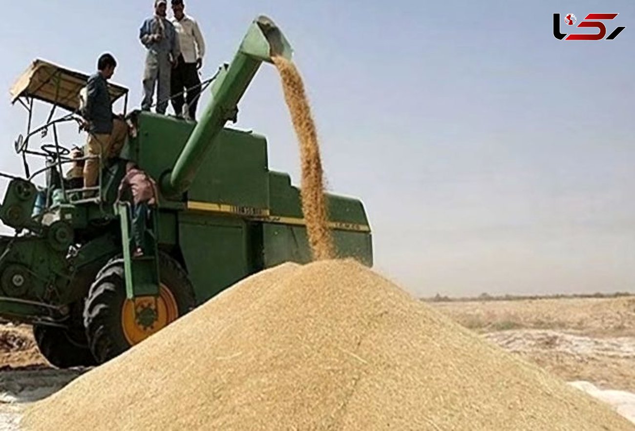 پرداخت ۳۰ درصد از مطالبات گندمکاران لرستانی